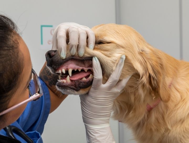 Elkton Pet Dentist