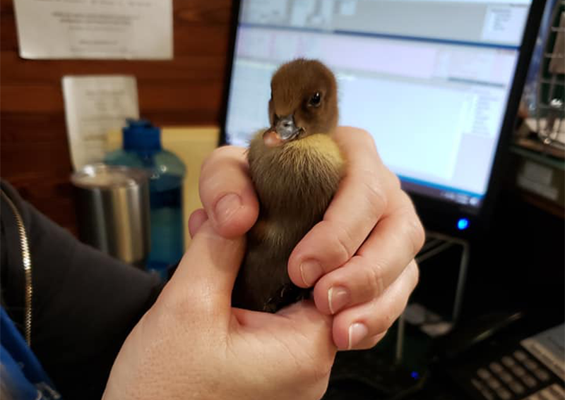 Duck Veterinary Care, Elkton