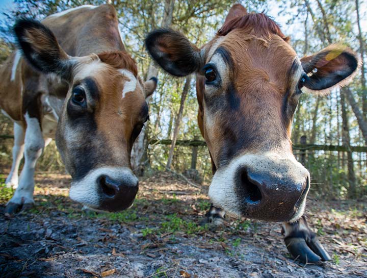Farm Vet | Barnyard Animal Veterinary Farm Vet | Barnyard Animal Veterinary